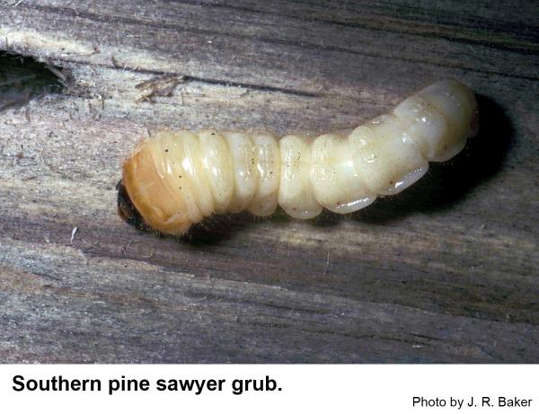 Southern pine sawyers grub